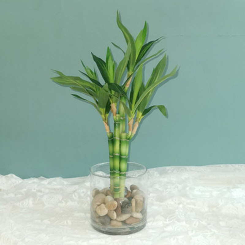Aquarium Planted - New 40cm Artificial Lucky Bamboo Succulent