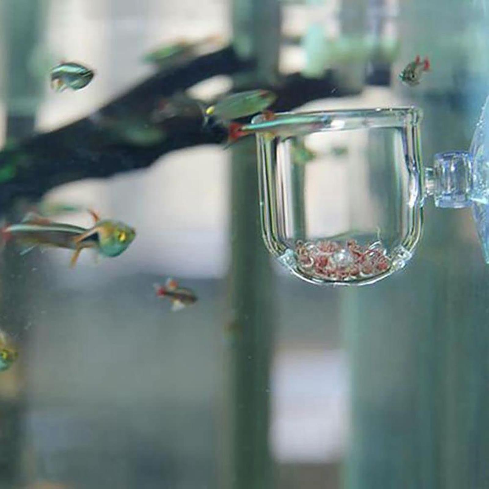 Aquarium Plant Pot Glass Cylin - Aquarium Plant Seeds review and price