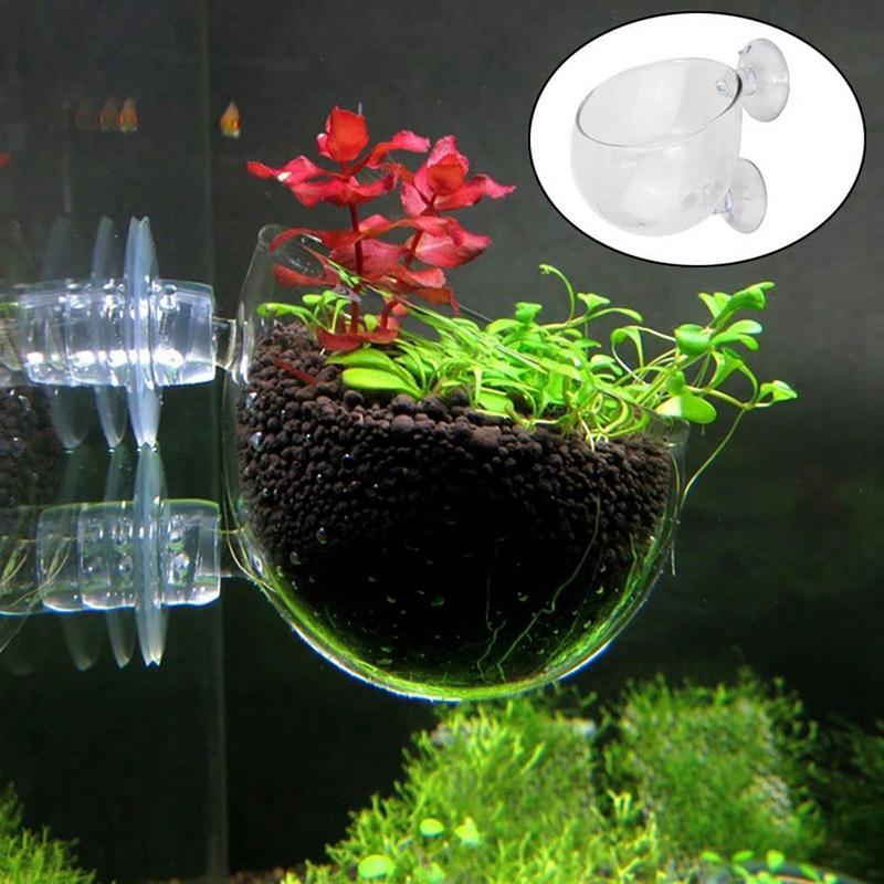Aquarium Plant Pot Glass Cylin - Aquarium Plant Seeds review and price