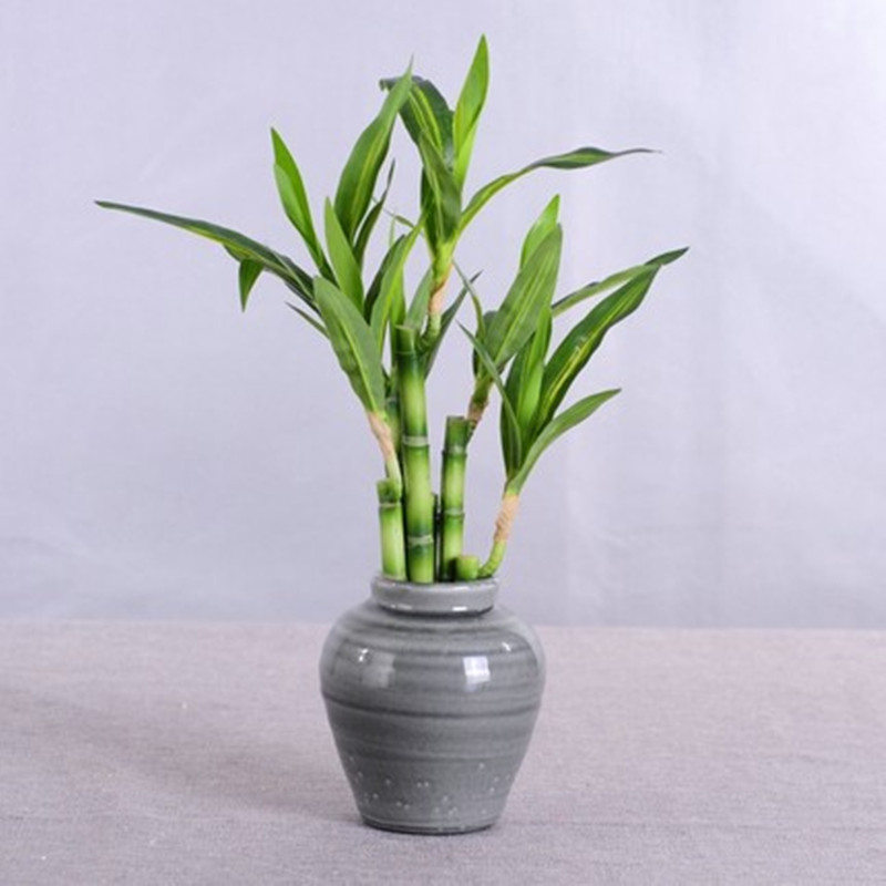 New 40cm Artificial Lucky Bamb - Aquarium Planted review and price
