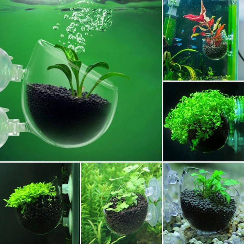 Acrylic Aquatic Plant Cup Aqua - Aquarium Plant Seeds review and price