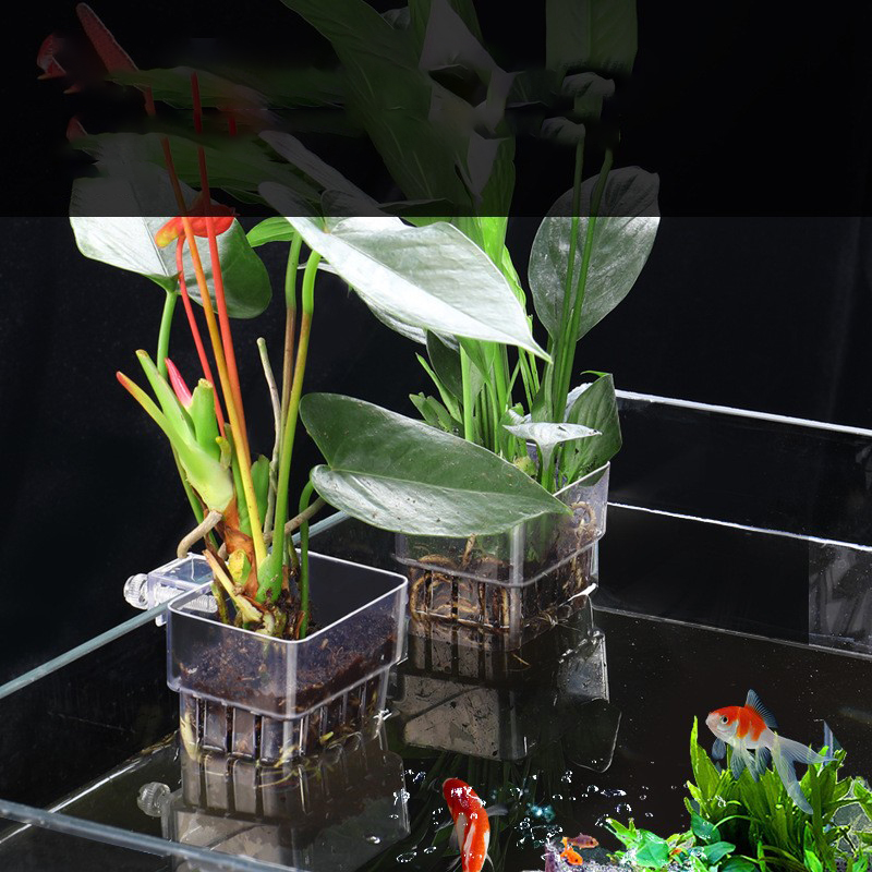 1Pc Aquarium Hydroponic Plant  - Aquarium Plant Seeds review and price