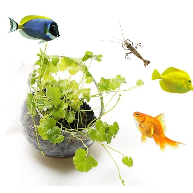 New Aquarium Plant Pot Glass C - Aquarium Plant Seeds review and price