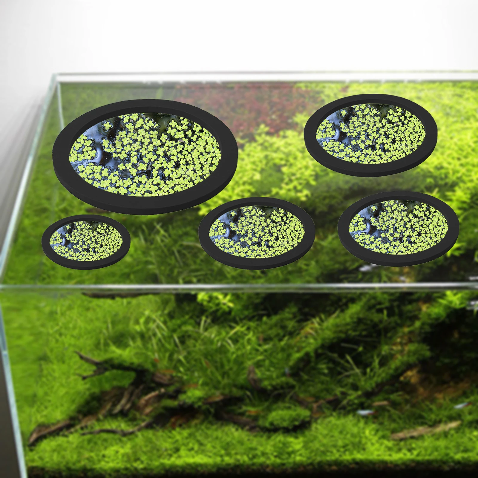 5Pcs EVA Fish Feeding Ring Aqu - Aquarium Planted Fish Tank review and price