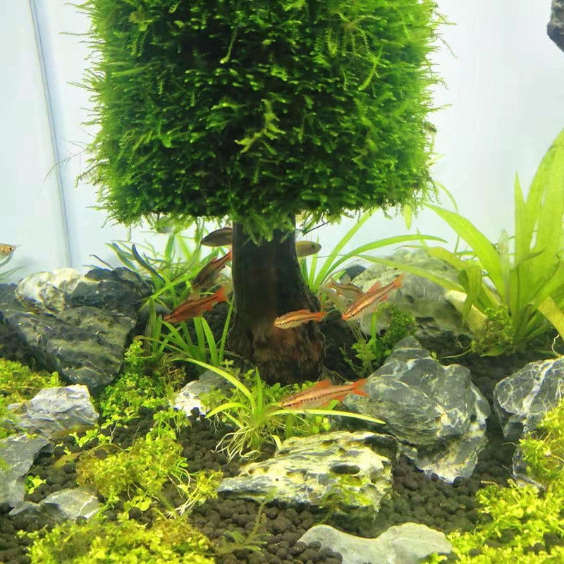 Aquarium Decoration Aquatic Pl - Aquarium Plant Seeds review and price