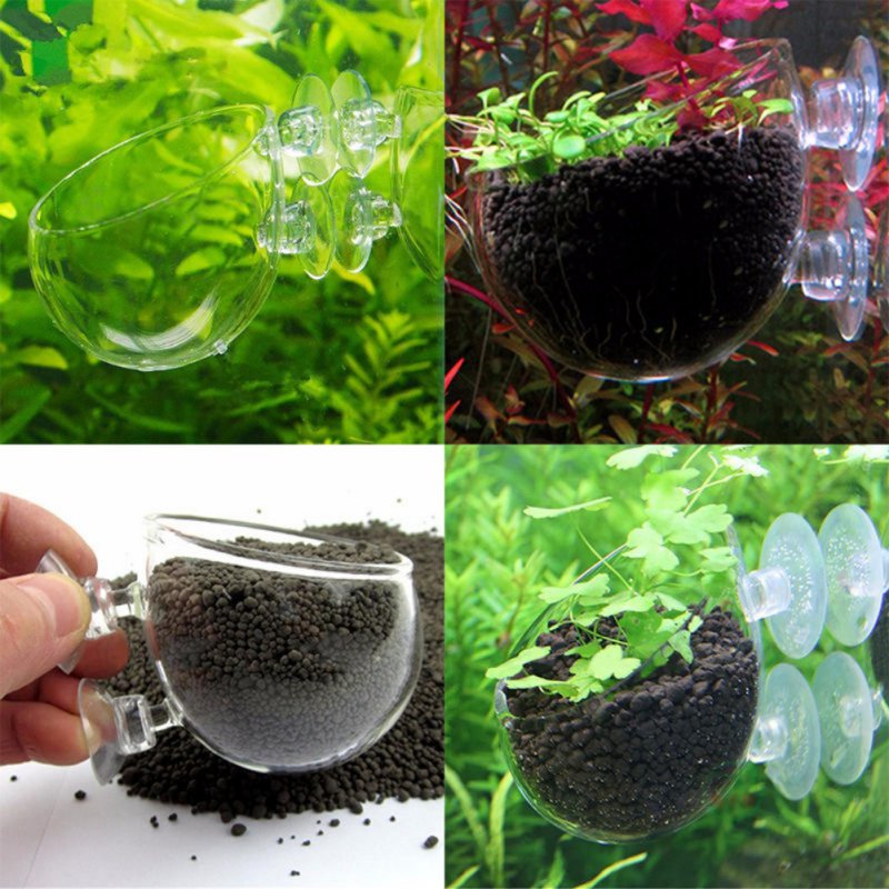 Aquarium Hanging Plant Pot Gla - Aquarium Plant Seeds review and price