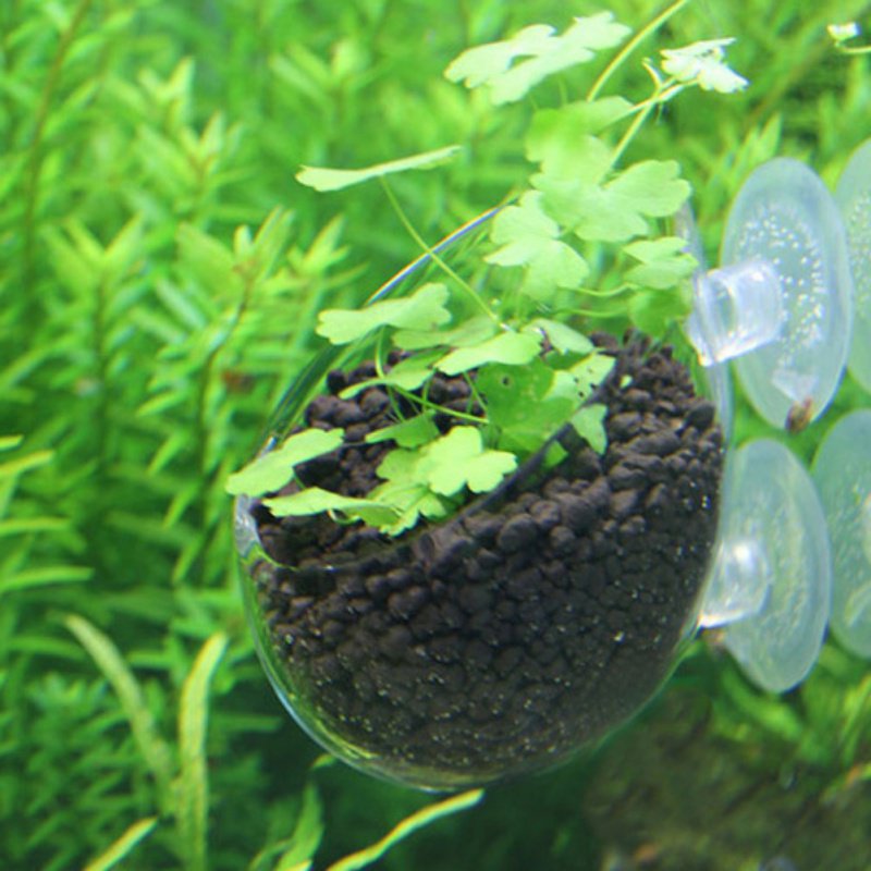 Aquarium Hanging Plant Pot Gla - Aquarium Plant Seeds review and price