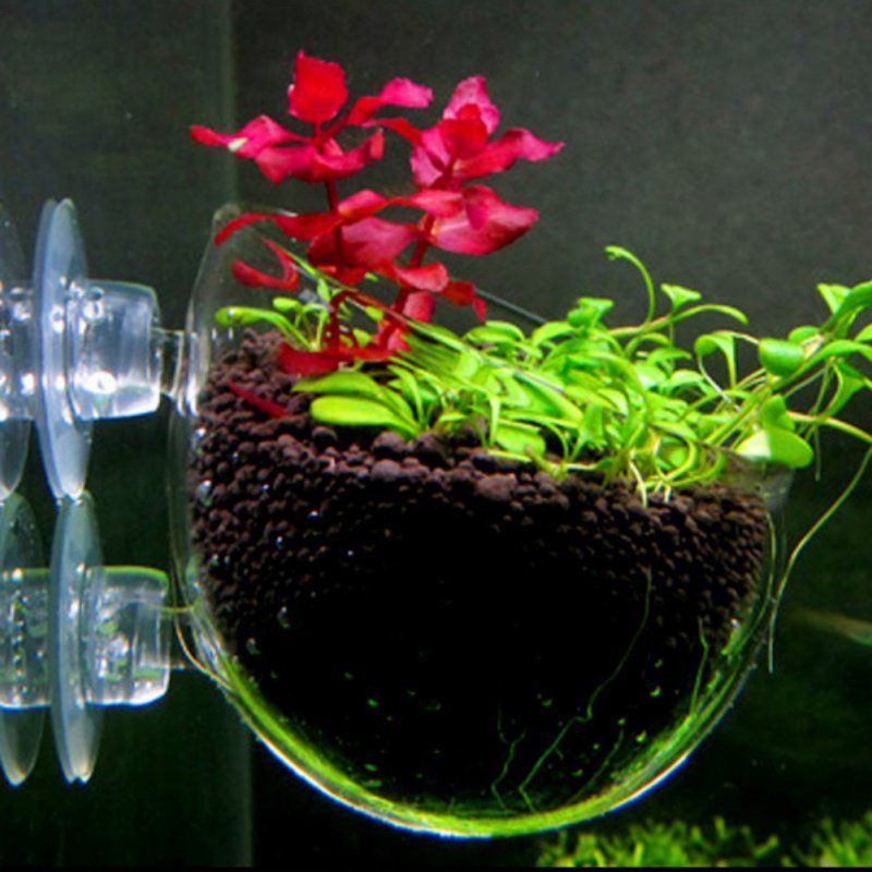 Aquarium Hanging Plant Pot Gla - Aquarium Plant Seeds review and price