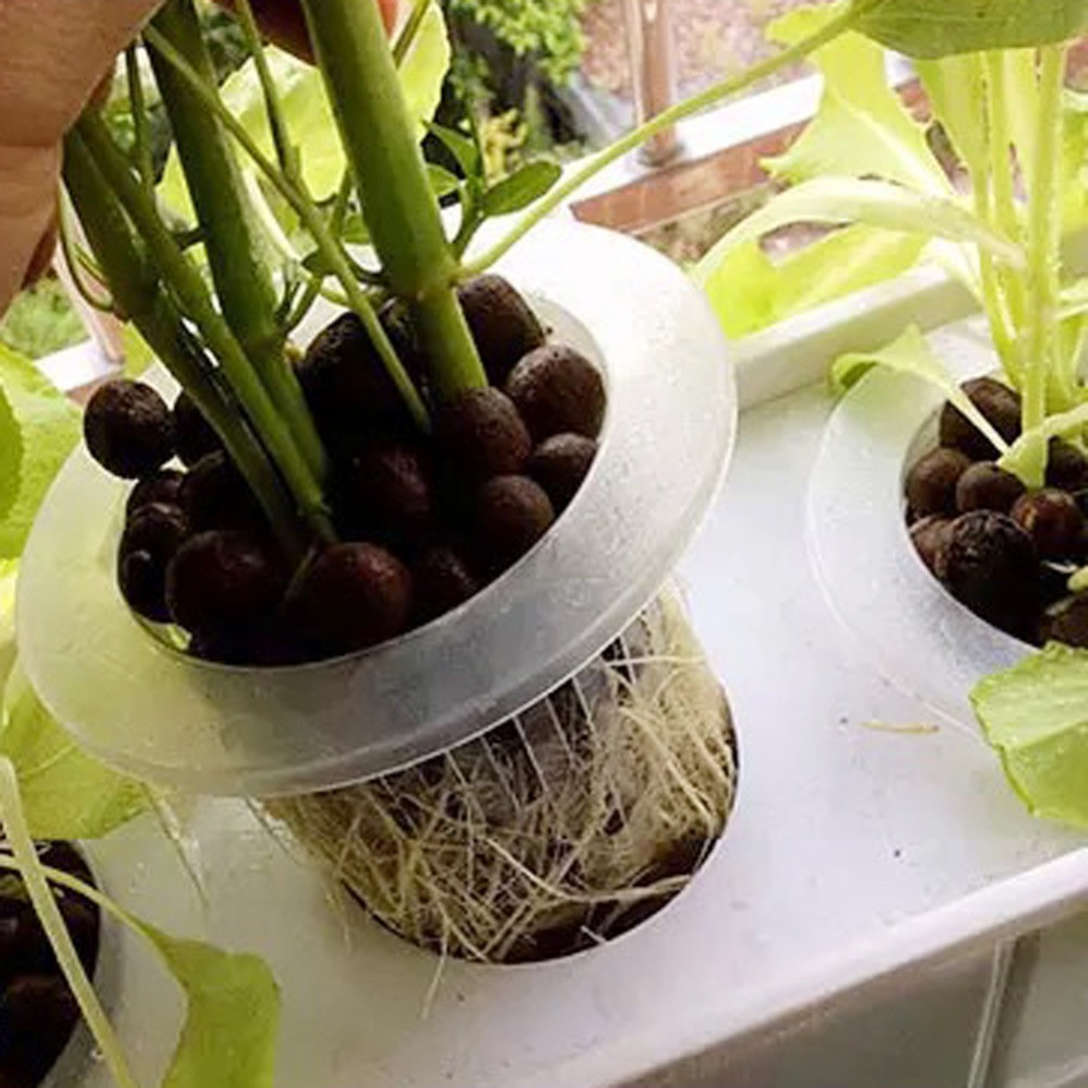 10/50pcs Durable Planting Aqua - Aquarium Plant Seeds review and price